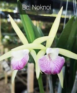 Cattleya Noknoi Seedling