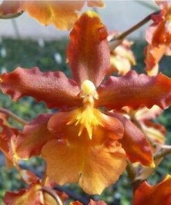 Catatante Lose Robles blooming size