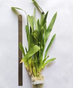 Alternative view of Catatante Lose Robles blooming size