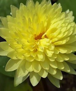 Sasimonthon Water Lily