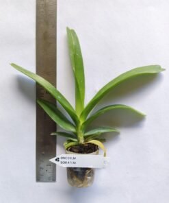 Alternative view of Cleisomeria Lanatum