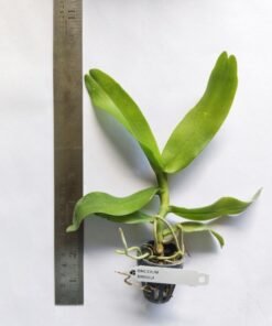 Alternative view of Robiquetia Spathulata (Spatula)