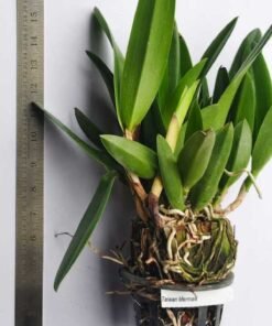 Alternative view of Cattleya Taiwan Mermaid Blooming Size