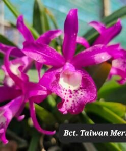 Cattleya Taiwan Mermaid Blooming Size