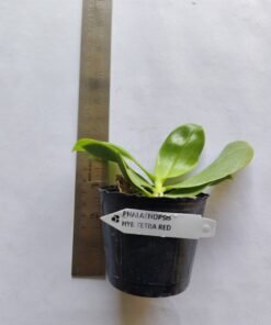 Alternative view of Phalaenopsis Tetraspis Red