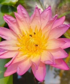 Tropic Sunset Water Lily