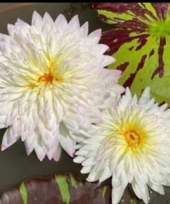 White Secret Water Lily