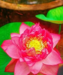 Patricia (New Breed) Lotus Tuber