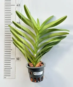 Alternative view of Mokara Nora Blue Blooming size