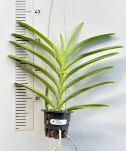 Alternative view of Mokara Duangpon Blooming size
