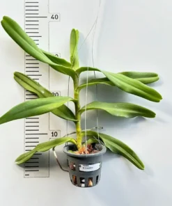 Alternative view of Mokara Chalood Blooming size