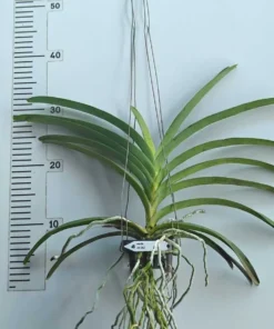 Alternative view of Ready to Flower Size Vanda Red # 262