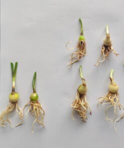 Alternative view of Rain Lily Double Petal Combo Pack Of 3