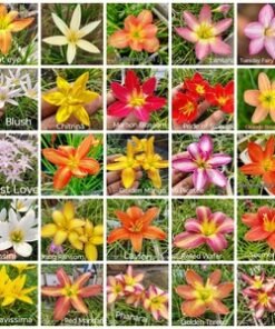 Rain Lily Single Petal Combo Pack Of 10