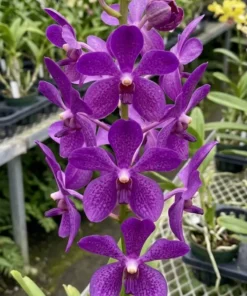 Mokara Nora Blue Blooming size