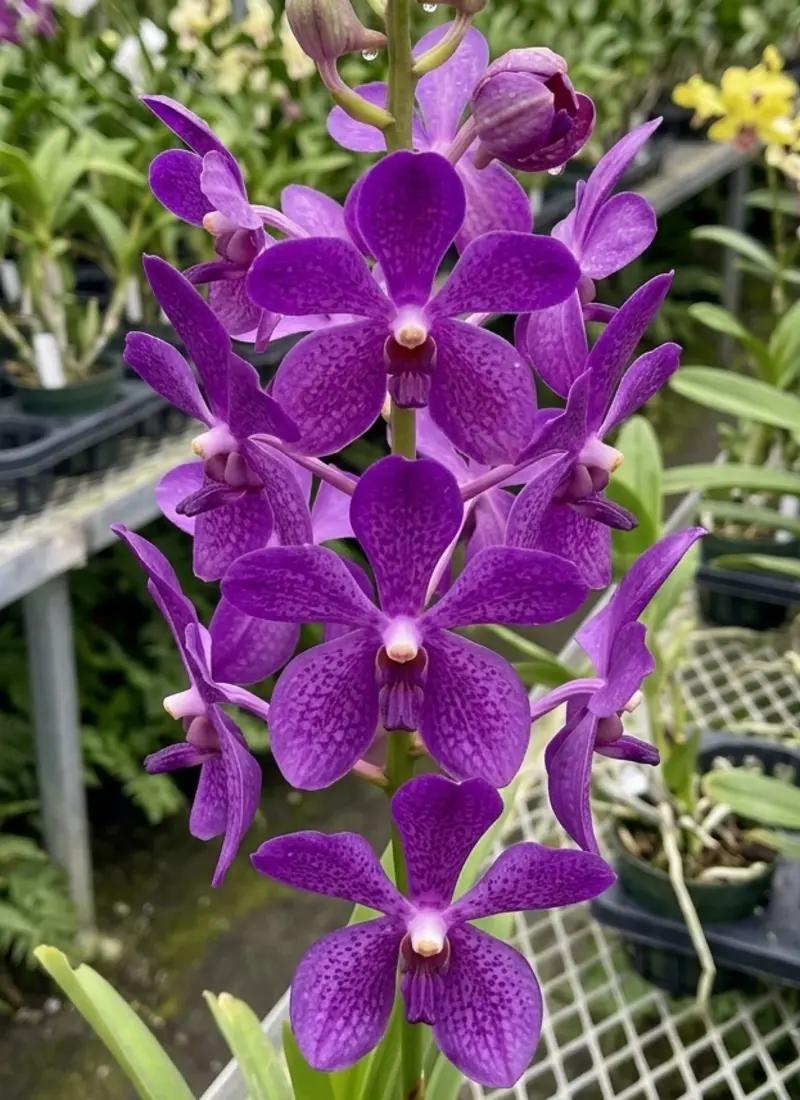 Mokara Nora Blue Blooming size