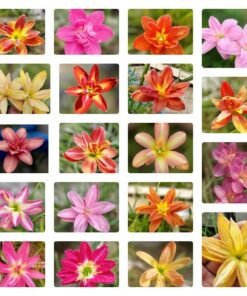 Rain Lily Double Petal Combo Pack Of 3