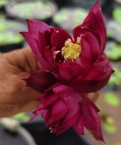 Red Micro(New Breed) Lotus Tuber