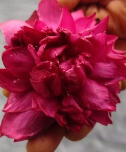 Red Savage (New Breed) Lotus Tuber