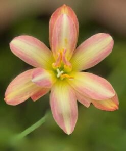 Sweet Jelly Rain Lily Tuber