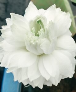 White Panther(New Breed) Lotus Tuber