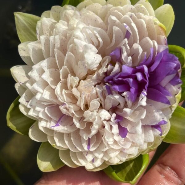 Jongnae Lily Tuber