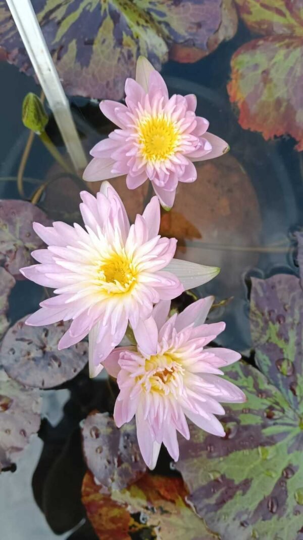 Ostra Lily Tuber