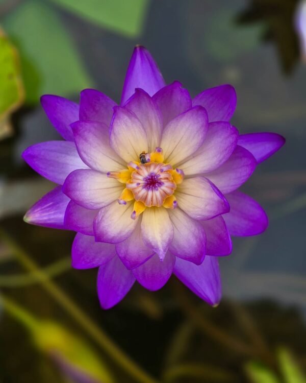 Rasmichan Lily Tuber