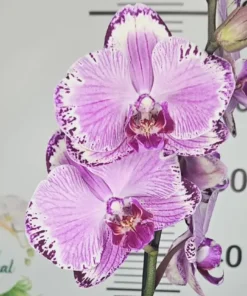 Ready to Flower Size Phalaenopsis PP M45