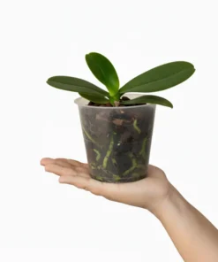 Alternative view of Phalaenopsis Camera Obscura Near to Blooming Size