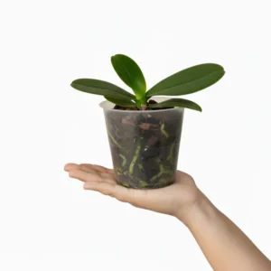 Alternative view of Phalaenopsis Camera Obscura Near to Blooming Size
