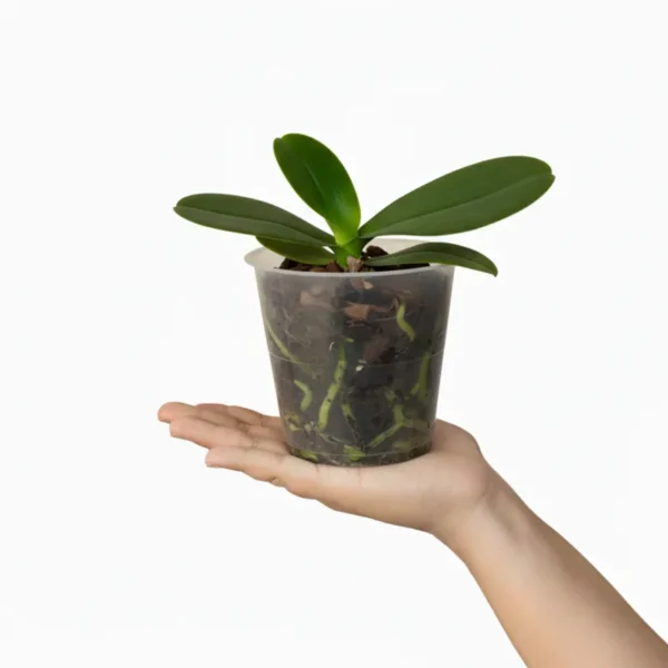 Phalaenopsis Elevator Pitch Near to Blooming Size - Image 2