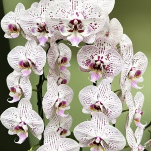 Alternative view of Phalaenopsis Expressions Near to Blooming Size