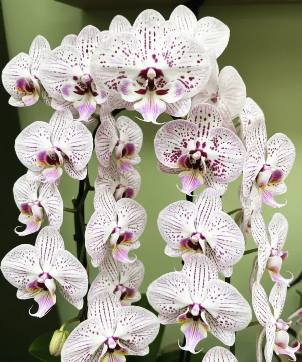 Phalaenopsis Expressions Near to Blooming Size - Image 2