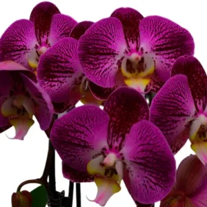 Phalaenopsis Splash Gordon Near to Blooming Size