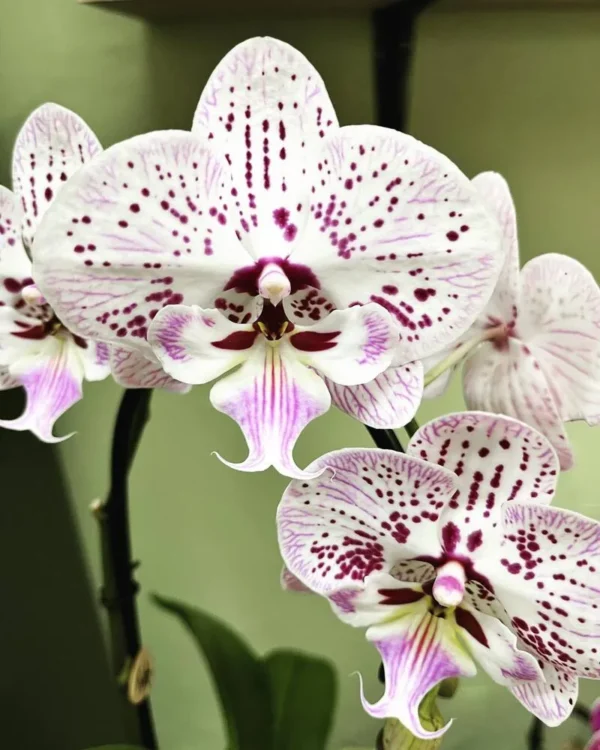 Phalaenopsis Expressions Near to Blooming Size