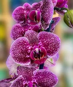 Ready to Flower Size Phalaenopsis PP492