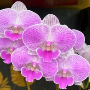 Phalaenopsis Gentle Whistler Near to Blooming Size
