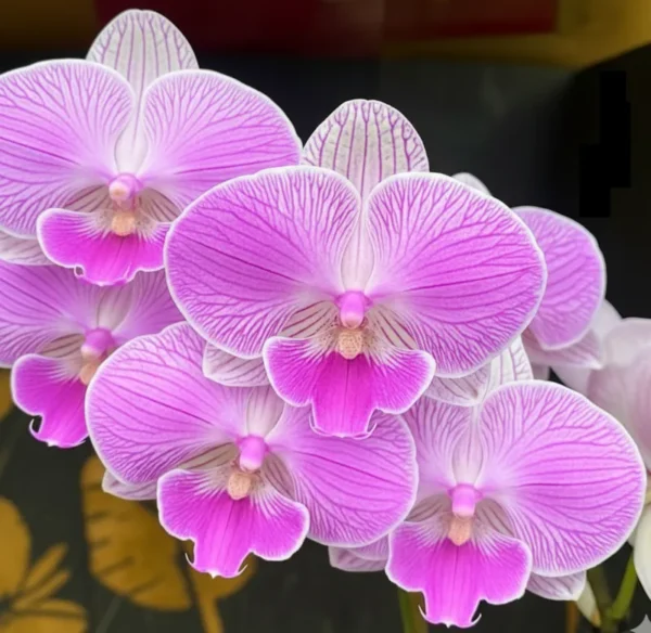 Phalaenopsis Gentle Whistler Near to Blooming Size