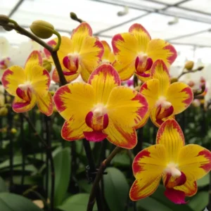 Phalaenopsis Papagayo Near to Blooming Size