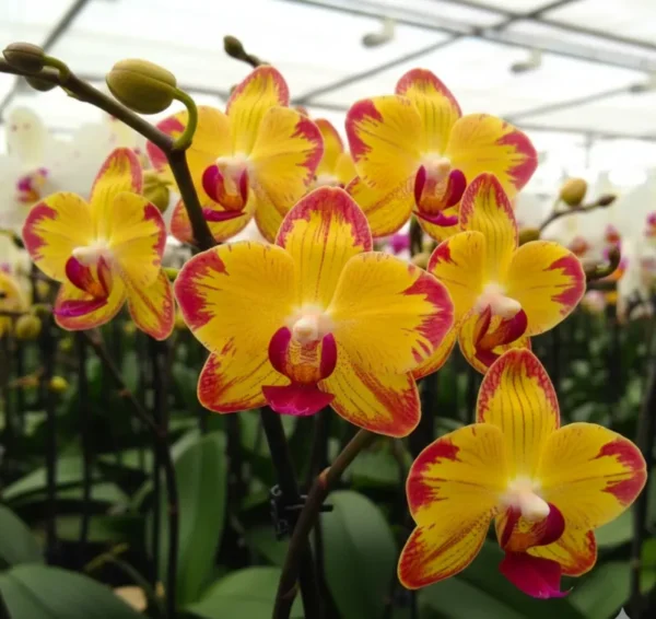 Phalaenopsis Papagayo Near to Blooming Size