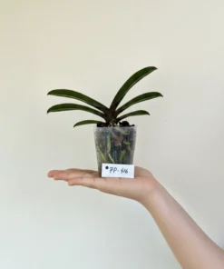 Alternative view of Matured Phalaenopsis PP416 with Buds