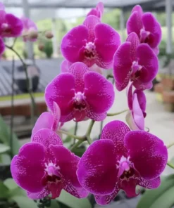 Phalaenopsis Camera Obscura Near to Blooming Size