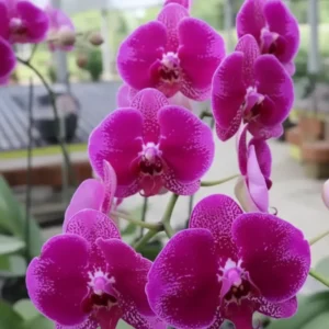 Phalaenopsis Camera Obscura Near to Blooming Size