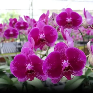 Phalaenopsis Camera Obscura Near to Blooming Size