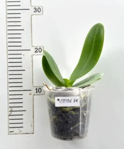 Alternative view of Ready to Flower Size Phalaenopsis Spilled Ink