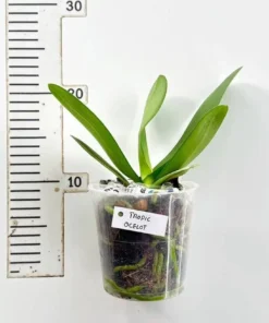 Alternative view of Phalaenopsis Tropic Ocelot Blooming Size