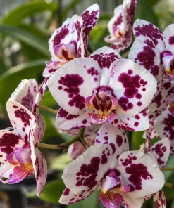 Ready to Flower Size Phalaenopsis Spilled Ink