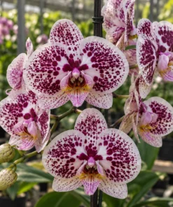 Phalaenopsis Tropic Ocelot Blooming Size