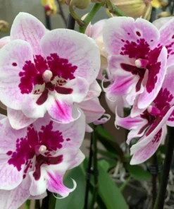 Ready to Flower Size Phalaenopsis PP1184